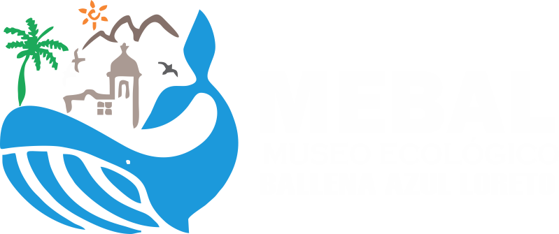 MEBAL - Museo Ecológico Virtual de la Ballena Azul Loreto