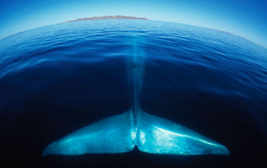 Ballena azul en el Golfo de California