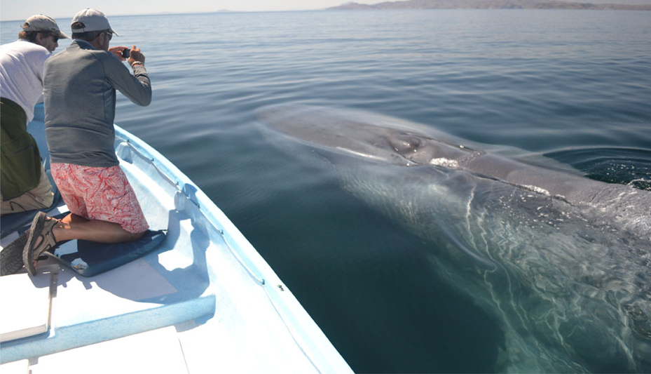 Observación responsable de ballenas en Bahía de Loreto